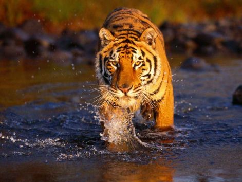 creek_crossing_bengal_tiger.jpg