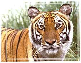 pic-bengal-tiger-01.jpeg