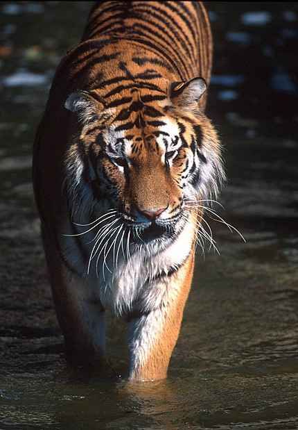 siberian-tiger-cbd.jpg