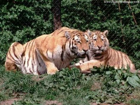 tigrisek.jpg